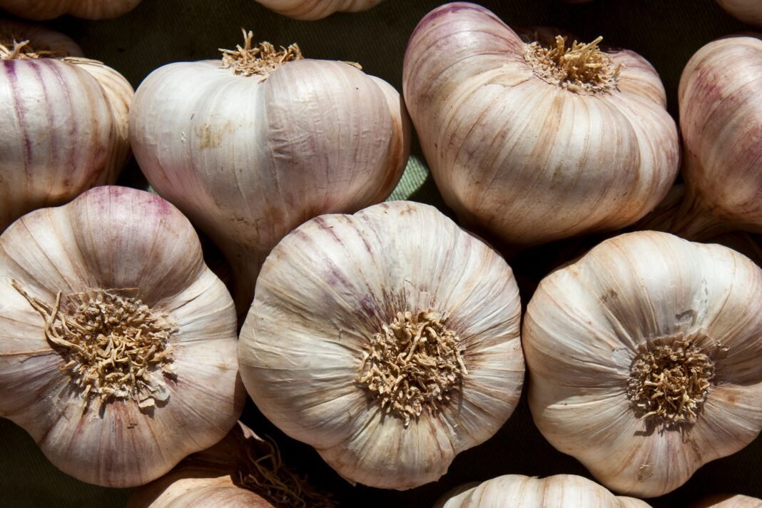 Discover How Garlic Naturally Repels Mosquitoes and Halts Their Breeding Buzz!