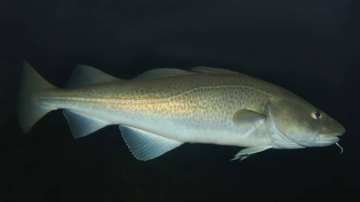 Atlantic cod swimming near seabed