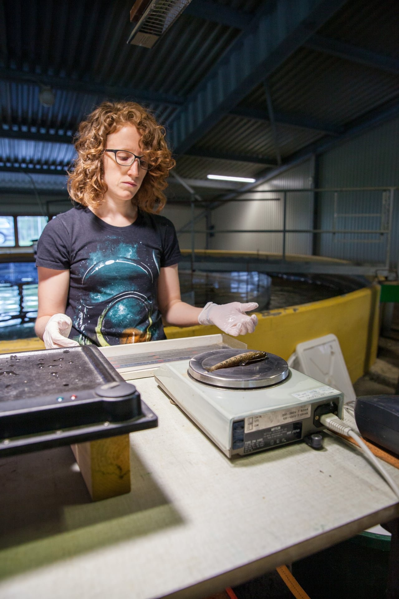 Researcher measuring a juvenile Atlantic salmon
