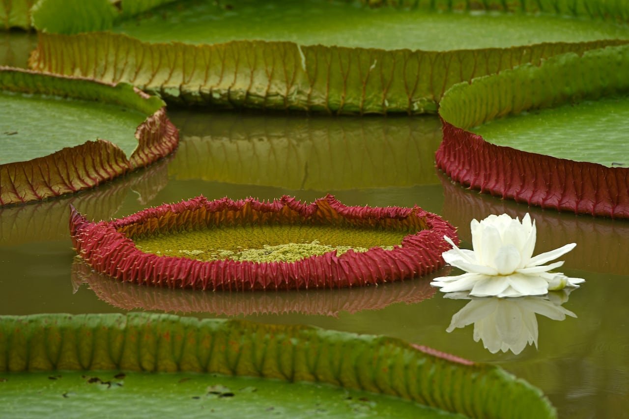 white Victoria boliviana water lily floating on pond surrounded by lily pads