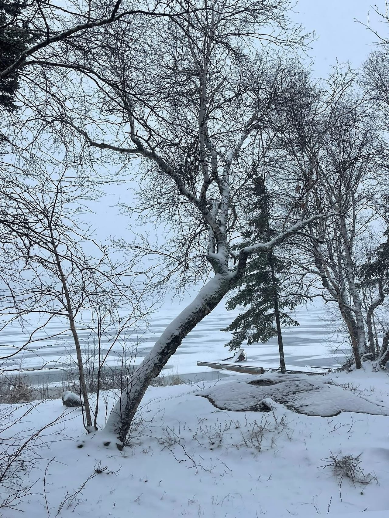 Snow-covered trees near frozen lake after fresh snowfall