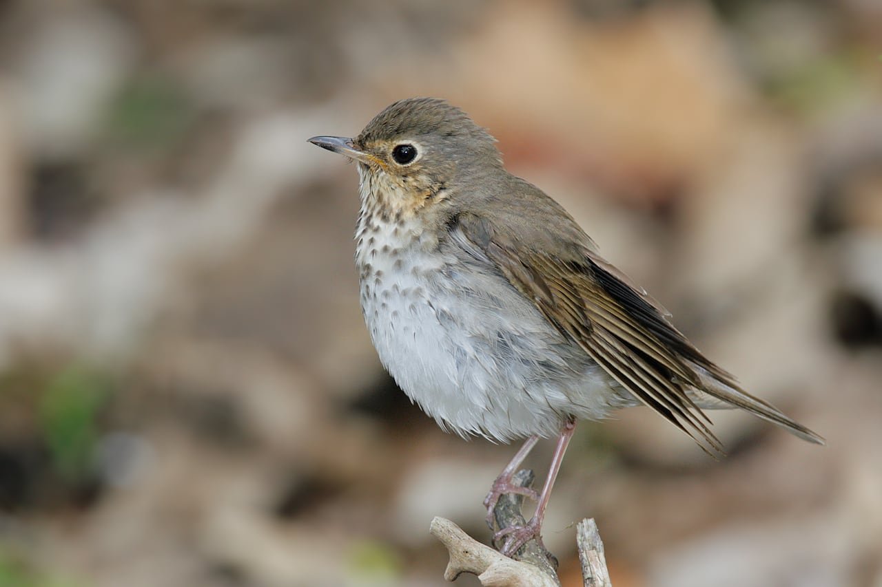 Swainson's thrush perched amid foliage