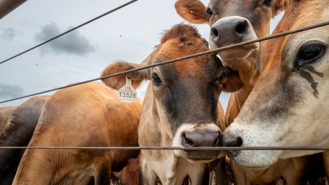 U.S. confirms second Texas screwworm case, Canada restricts livestock imports
