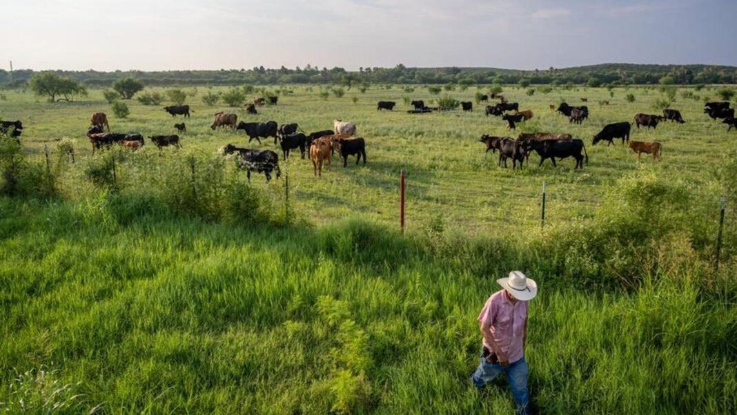 Screwworm Strikes Texas Again: How It Could Impact Beef Prices and Your Budget