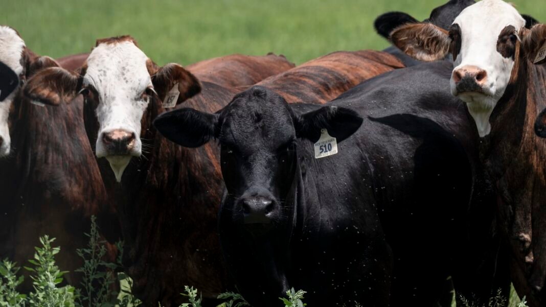 Beef Prices Finally Fall, But Screwworm Threat to Cattle Herd Poses New Risk for Consumers
