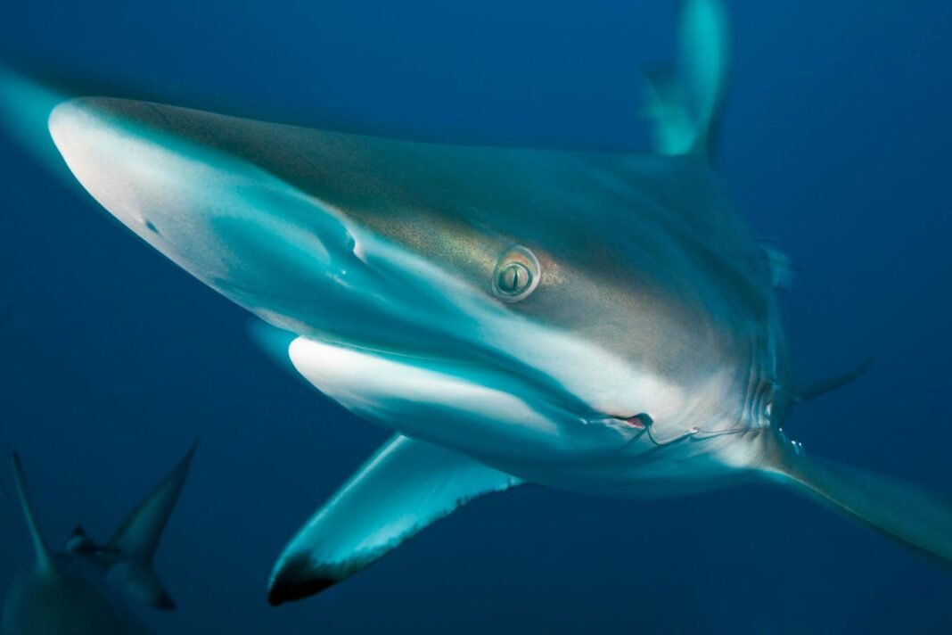 Diving Deep: Discover the Hidden World of Sharks in Murky Coastal Waters