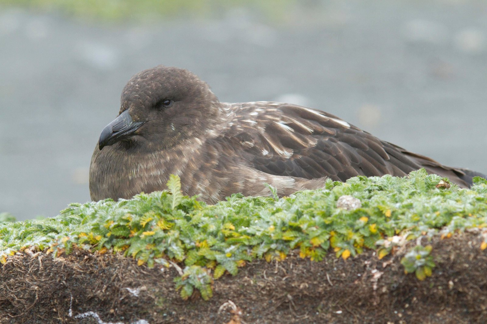 Sub Antarctic skua, Stercorarius lonnbergi