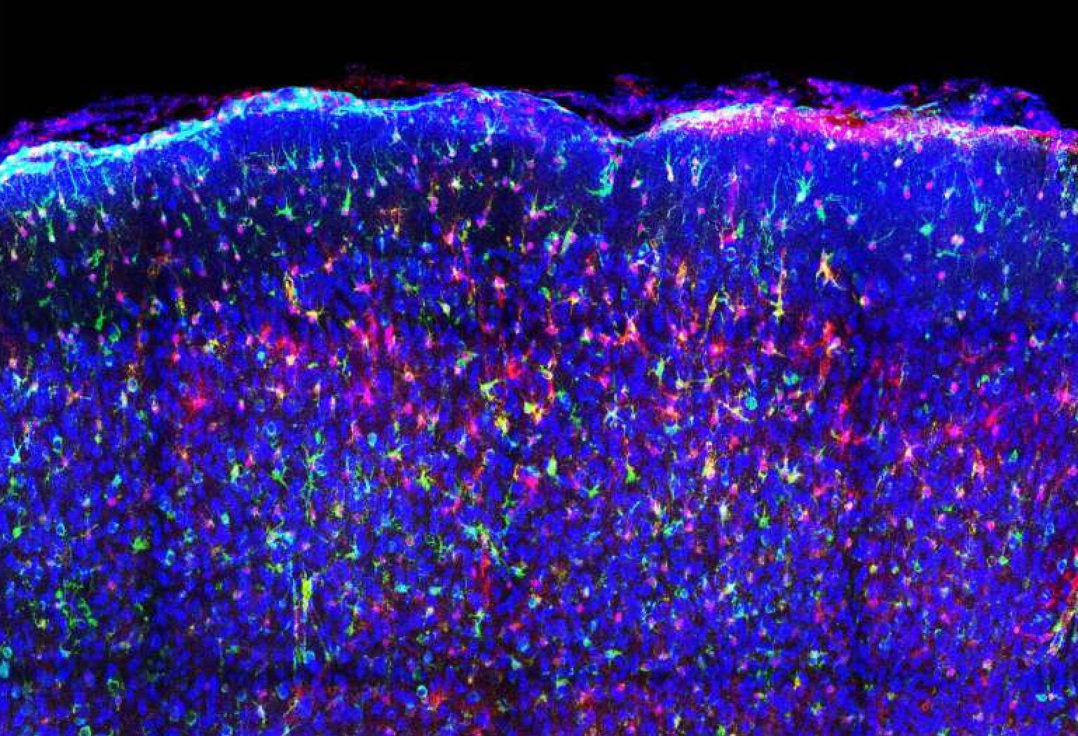 Multicolor image of mouse brain tissue showing astrocytes highlighted in purple and neurons shown in blue, illustrating cell-type-specific labeling.