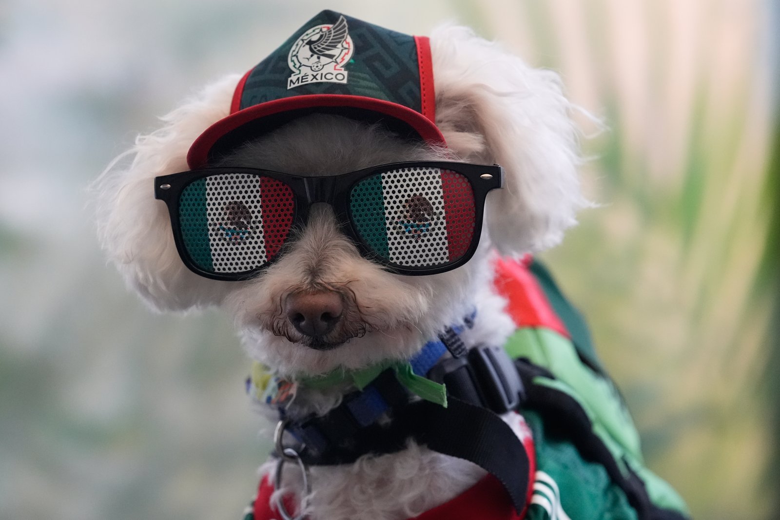 Osito wearing Mexico jersey riding bicycle basket