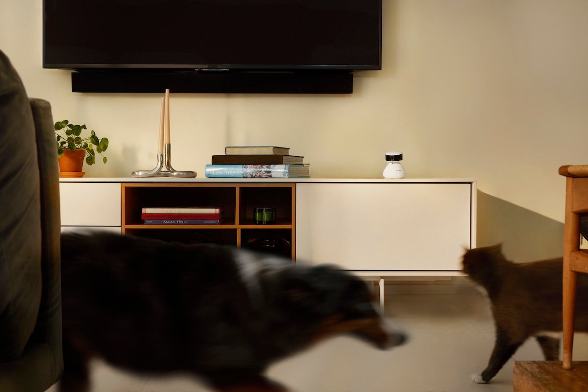 Scout Smart Camera monitoring a cat