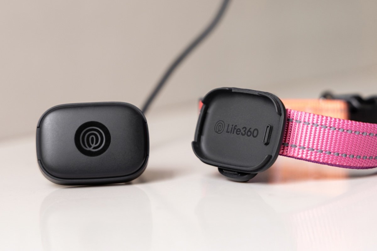 Dog wearing Life360 GPS tracker