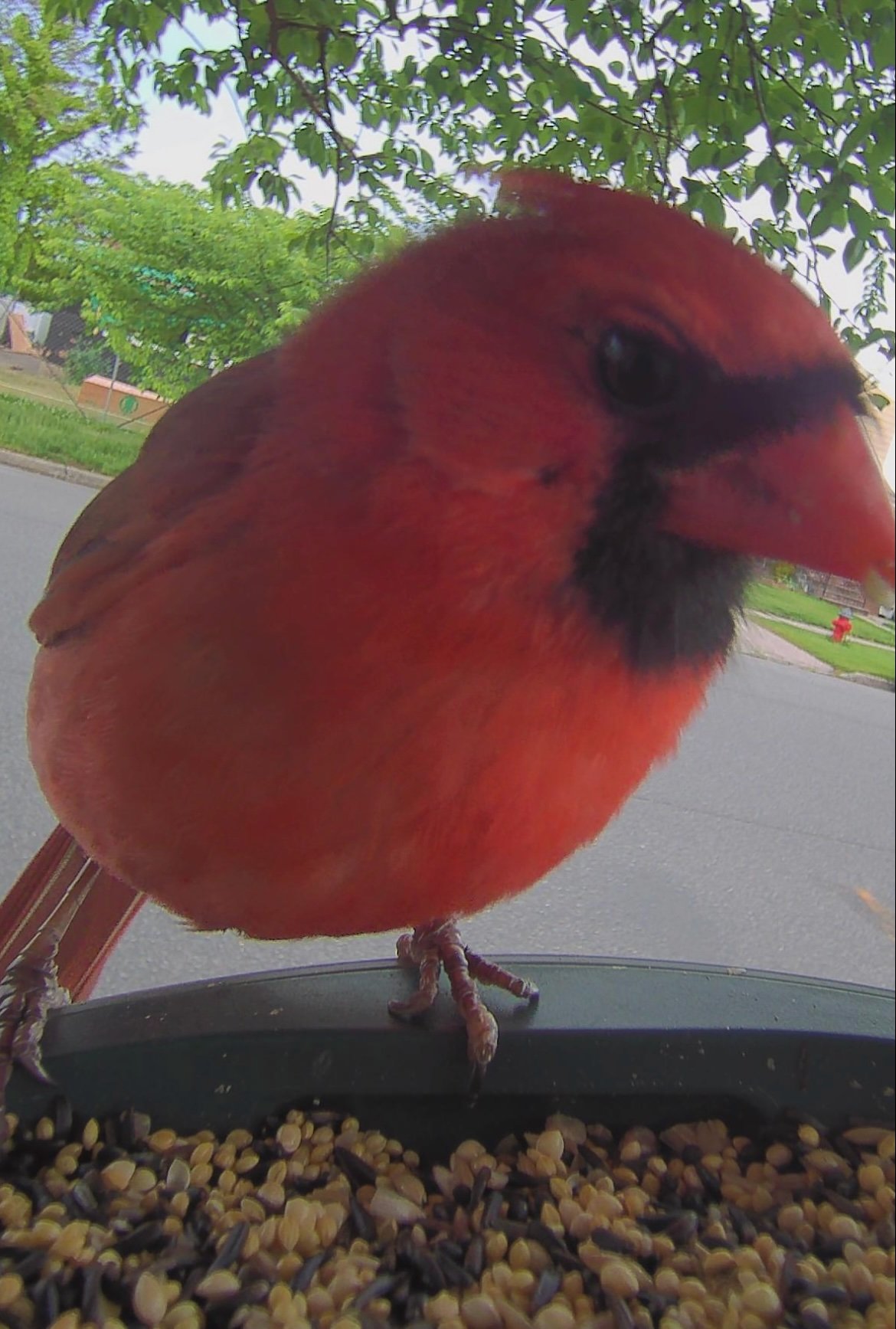kiwibit app interface showing recent bird visits